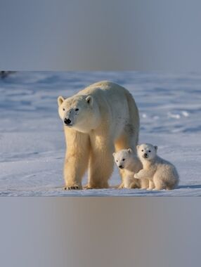 Custom Fridge Magnet Polar Bear Family